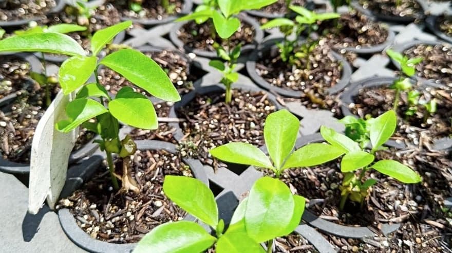 Modelo de Cultivo de Cacau com Árvores Nativas Impulsiona Bioeconomia na Bahia