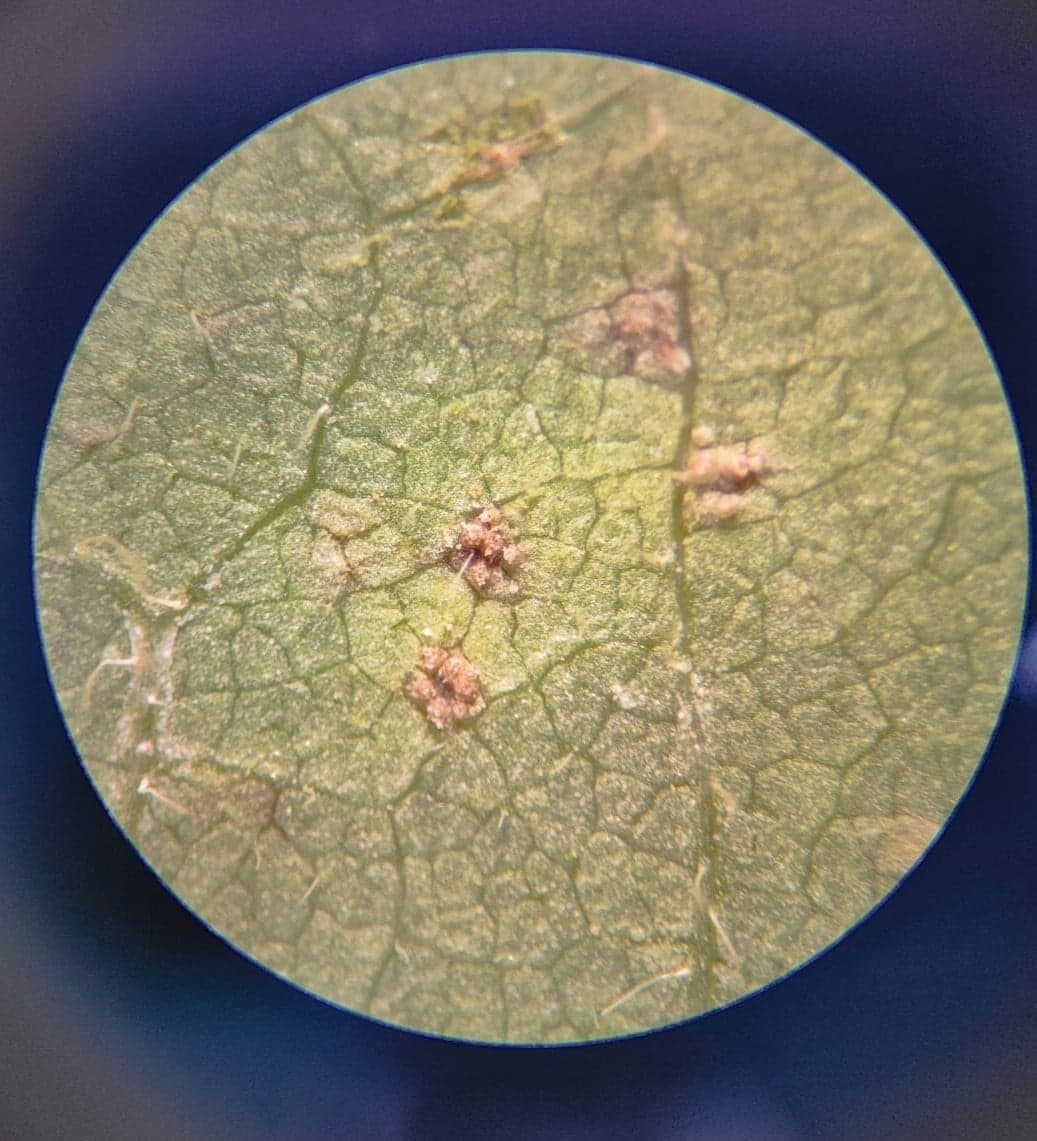 Identificação da Ferrugem Asiática Marca Preocupação no Oeste da Bahia