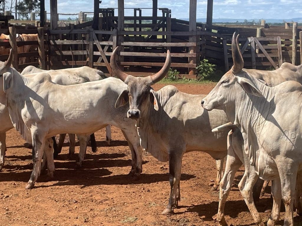 São Paulo Lança Programa de Melhoramento Genético da Raça Guzerá